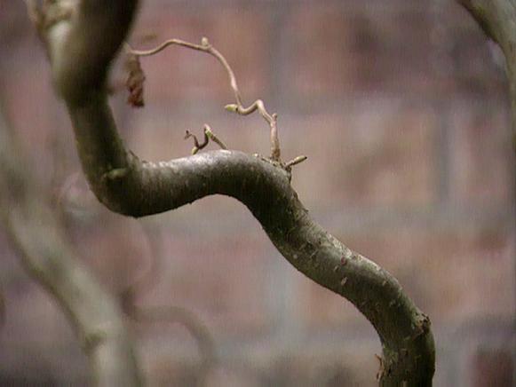 Twisted Branch of Winter Tree Twisted Branch of Winter Tree