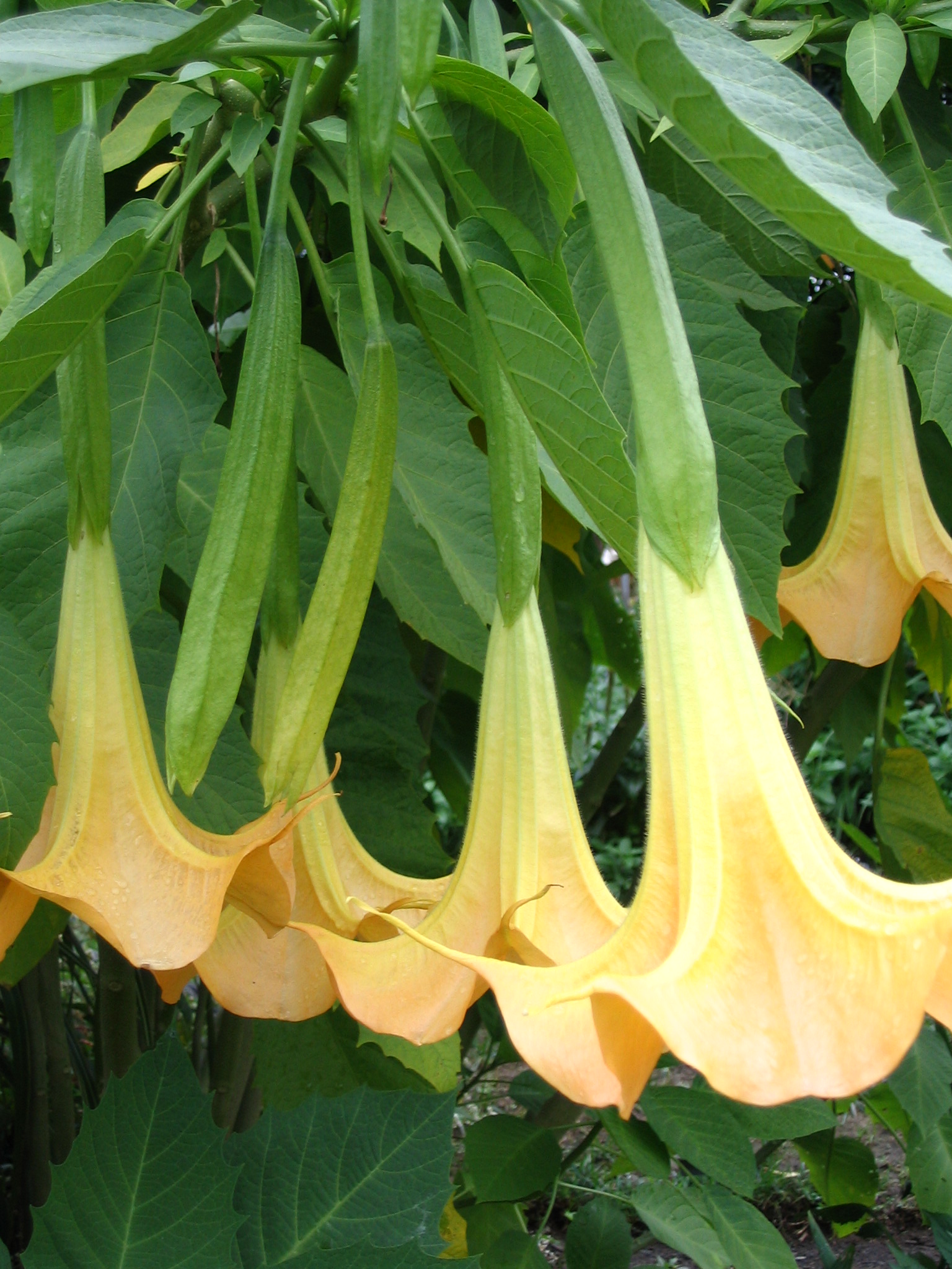 angels trumpet purple