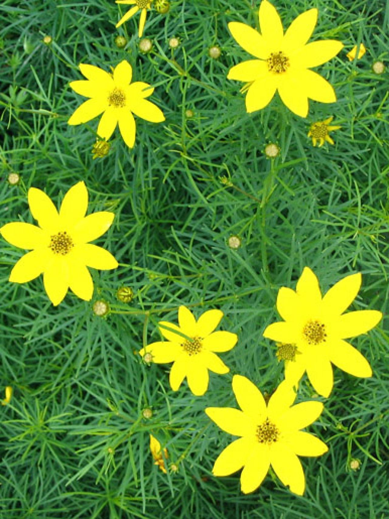 Threadleaf Coreopsis, Tickseed | HGTV