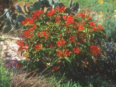 This evergreen shrub works well in a perennial border or in a butterfly garden.