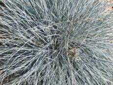 This small-scale ornamental grass produces big-time results in the garden.