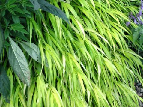 Hakone Grass