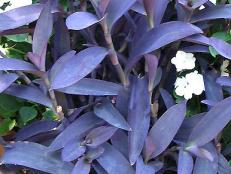 The flowers of purple heart are pretty in their own right, but it's the rich purple foliage that really steals the show