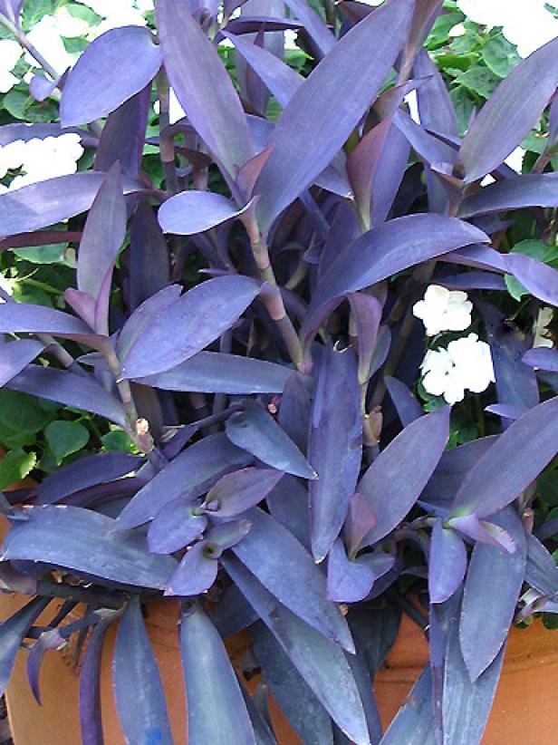 purple heart ground cover plant