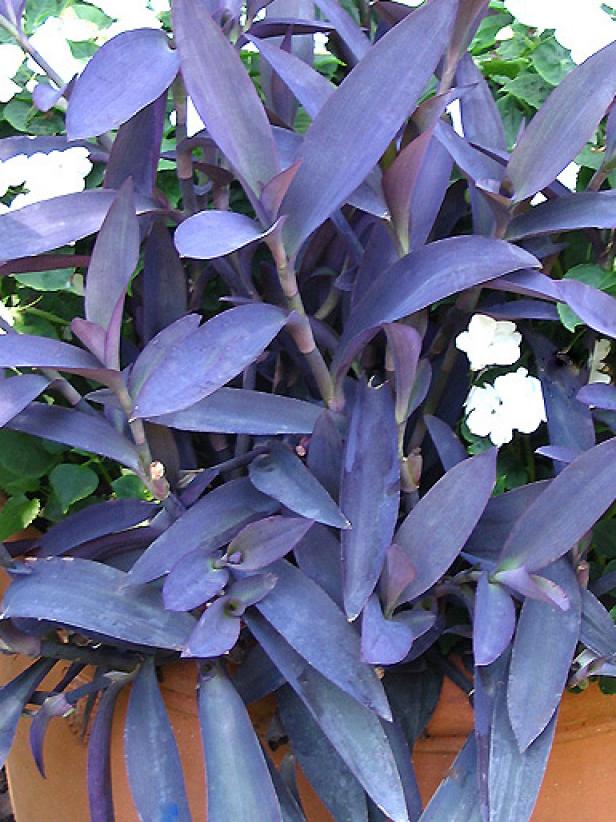 weed withbroad leaves and tiny vine like stems