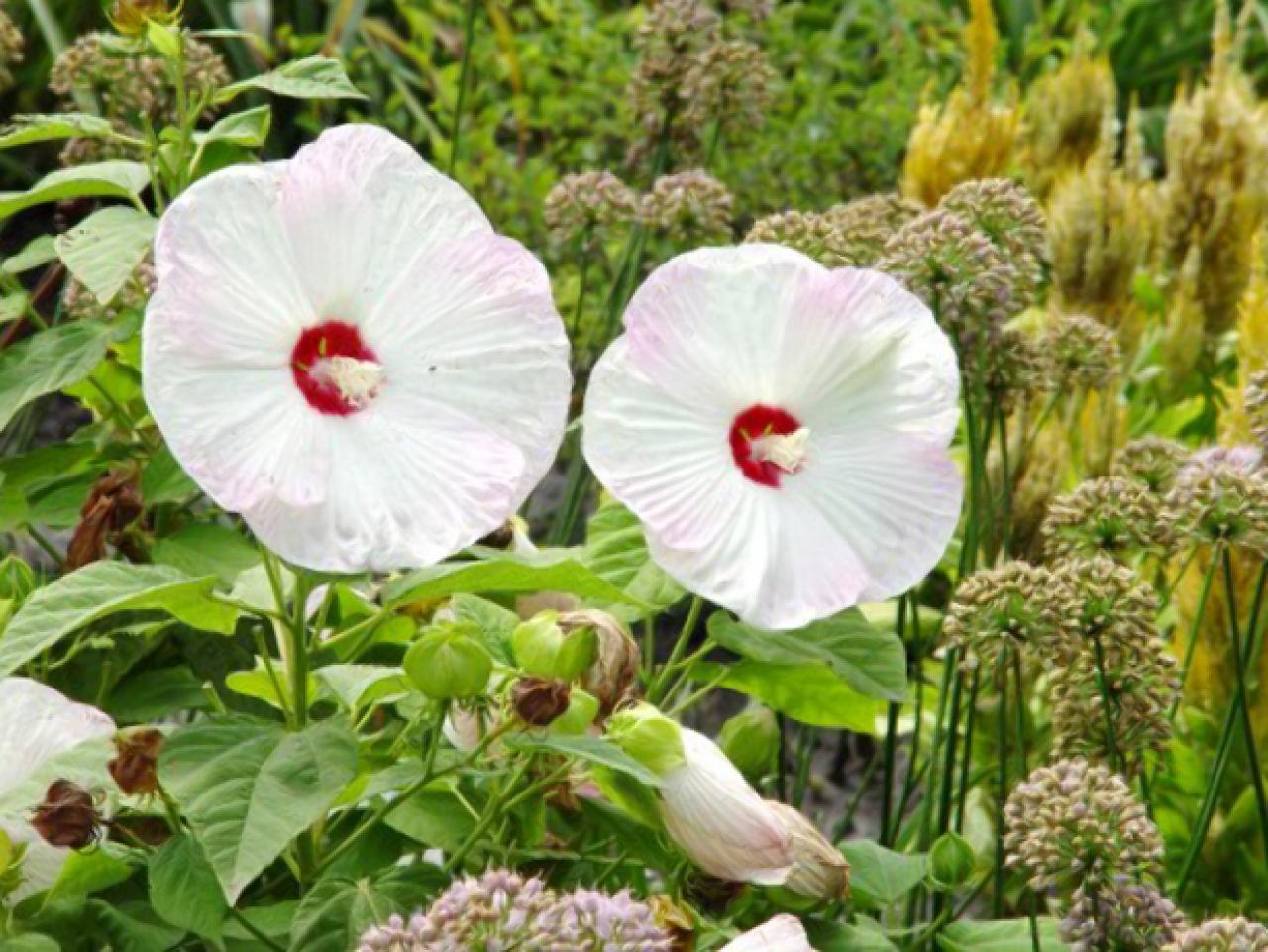 Hibiscus Rose Mallow Hgtv