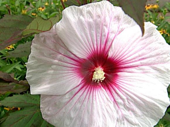 Hibiscus, Rose Mallow | HGTV