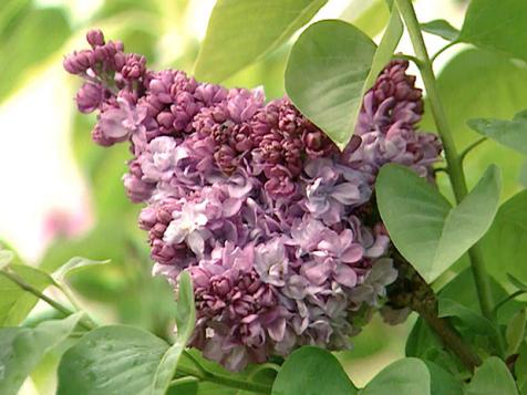 How to Plant and Care for Lilacs
