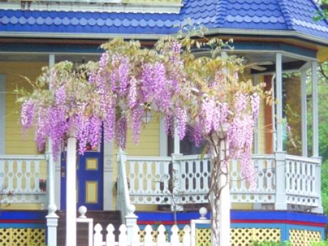 Wisteria Has a Long History in the U.S.
