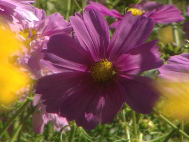 cosmos seedlings