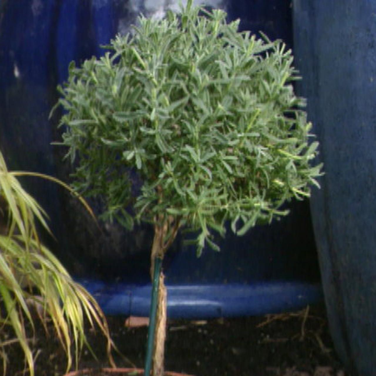Topiary Python Rosemary Topiary