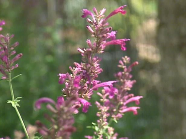 gby1308_3a_hyssops_agastache