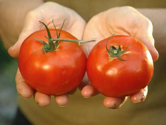 gby1312_3e_hybrid_tomatoes