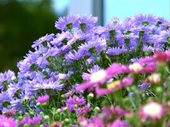 gby1309_1c_purple_pink_asters