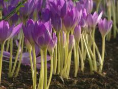 gby1311_2a_purple_colchicums