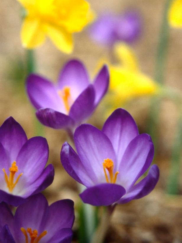 purple early spring flowers