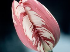 Pink Striped Tulip