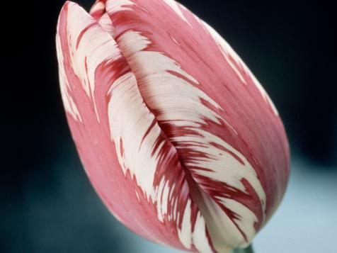 Cultivating Winter Tulips
