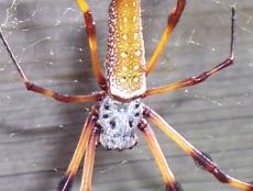 The golden silk spider (also called banana spider, golden orb weaver) is so named not for the color of its body but for the color of its web.