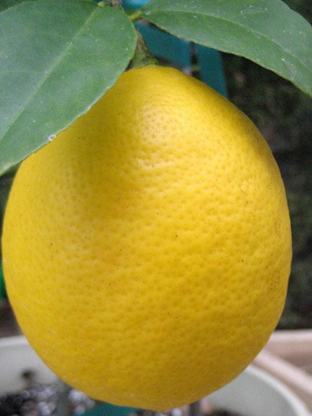 Citrus Trees for Indoors HGTV
