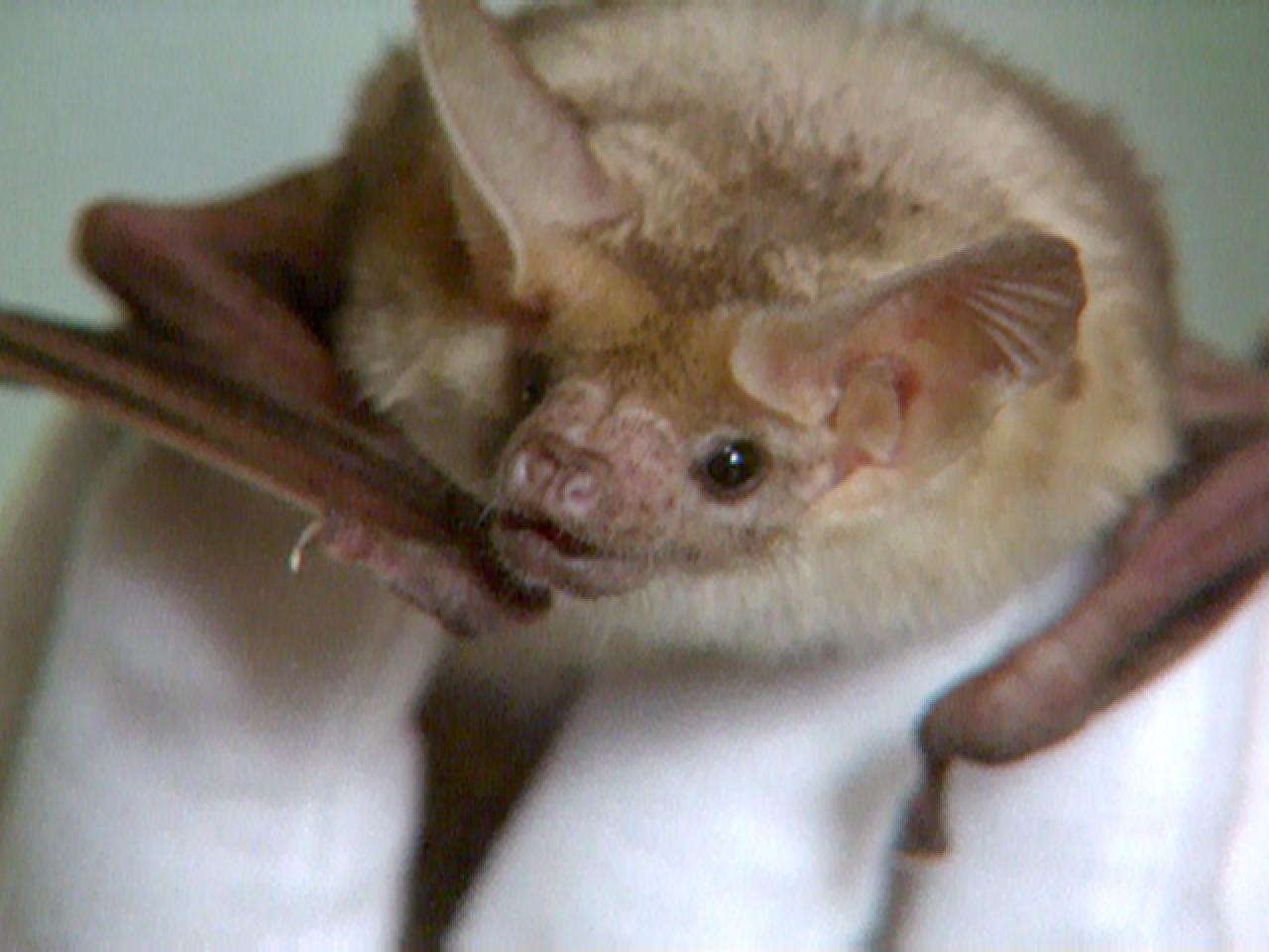 Inviting Bats To Your Yard HGTV