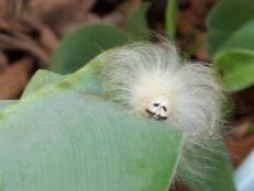 The one-inch-long flannel moth caterpillar is fluffy but definitely not friendly. Don't let this cute Einstein-like visage fool you!