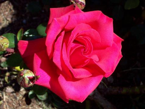 Growing Roses in the Southwest