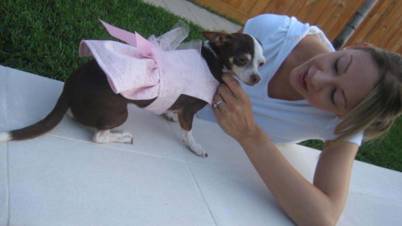 Black and White Dog Dress With Big Ribbon Chihuahua Clothes 