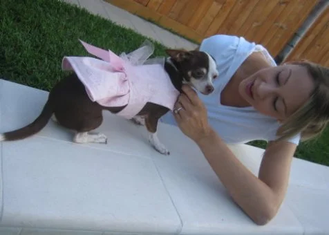 dog dress cutting PDF Sewing Pattern for Dogs, Harness Dress Size M, PDF and VIDEO Tutorial