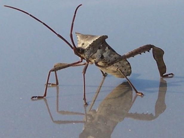 Leaf-Footed Bug | HGTV