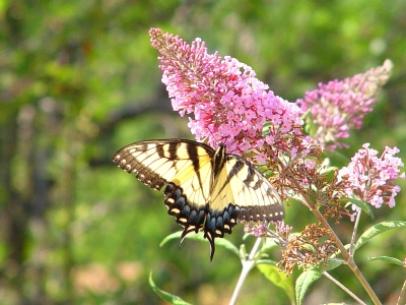 Tiger swallowtail, Migratory, Nectar Plants & Host Plants