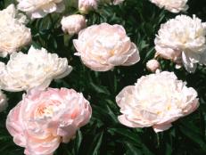 Can peonies really change color?