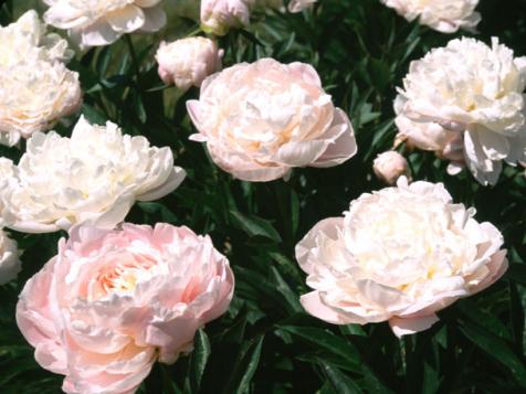Can Peonies Change Color?
