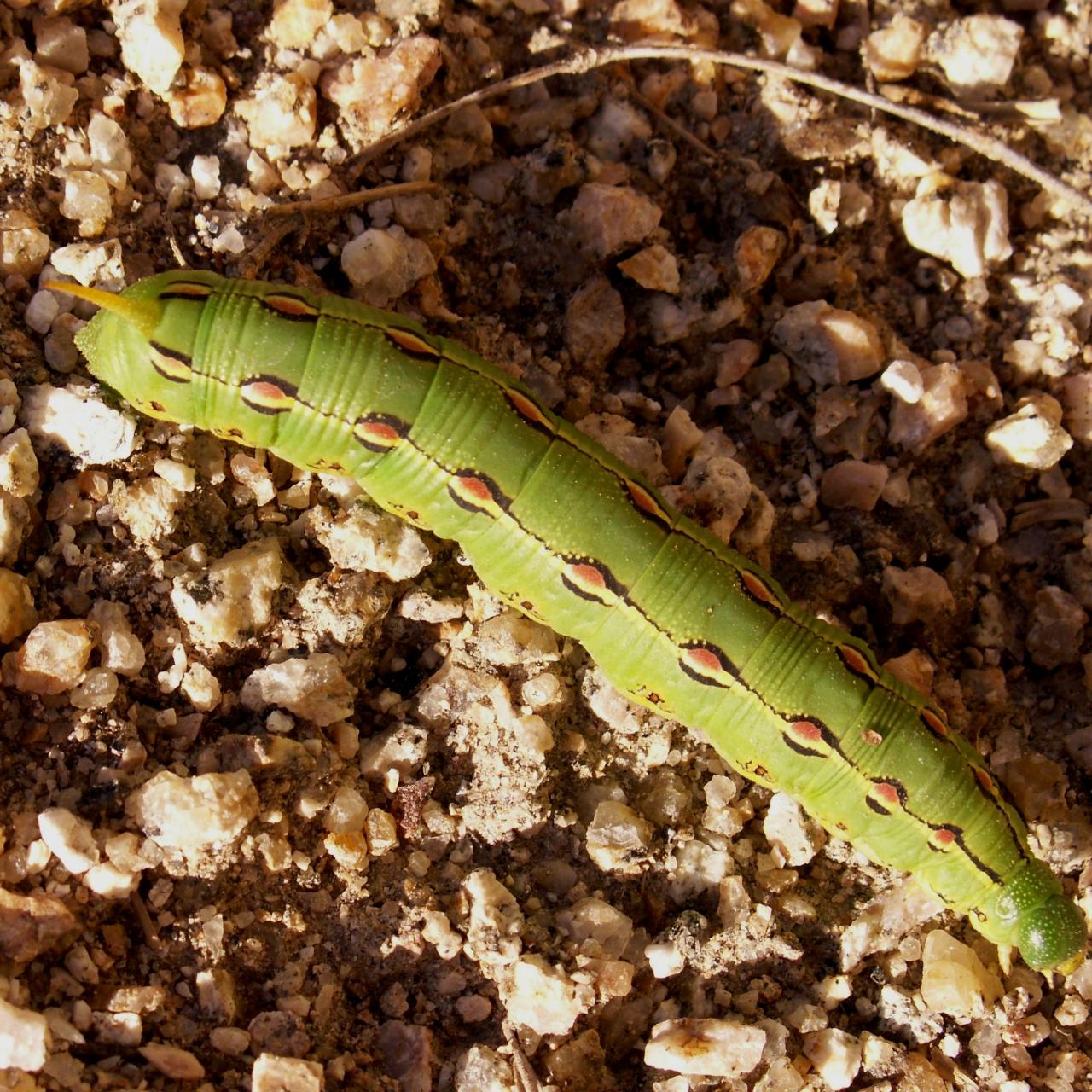 Hawk Moth Caterpillar Insect Facts - A-Z Animals