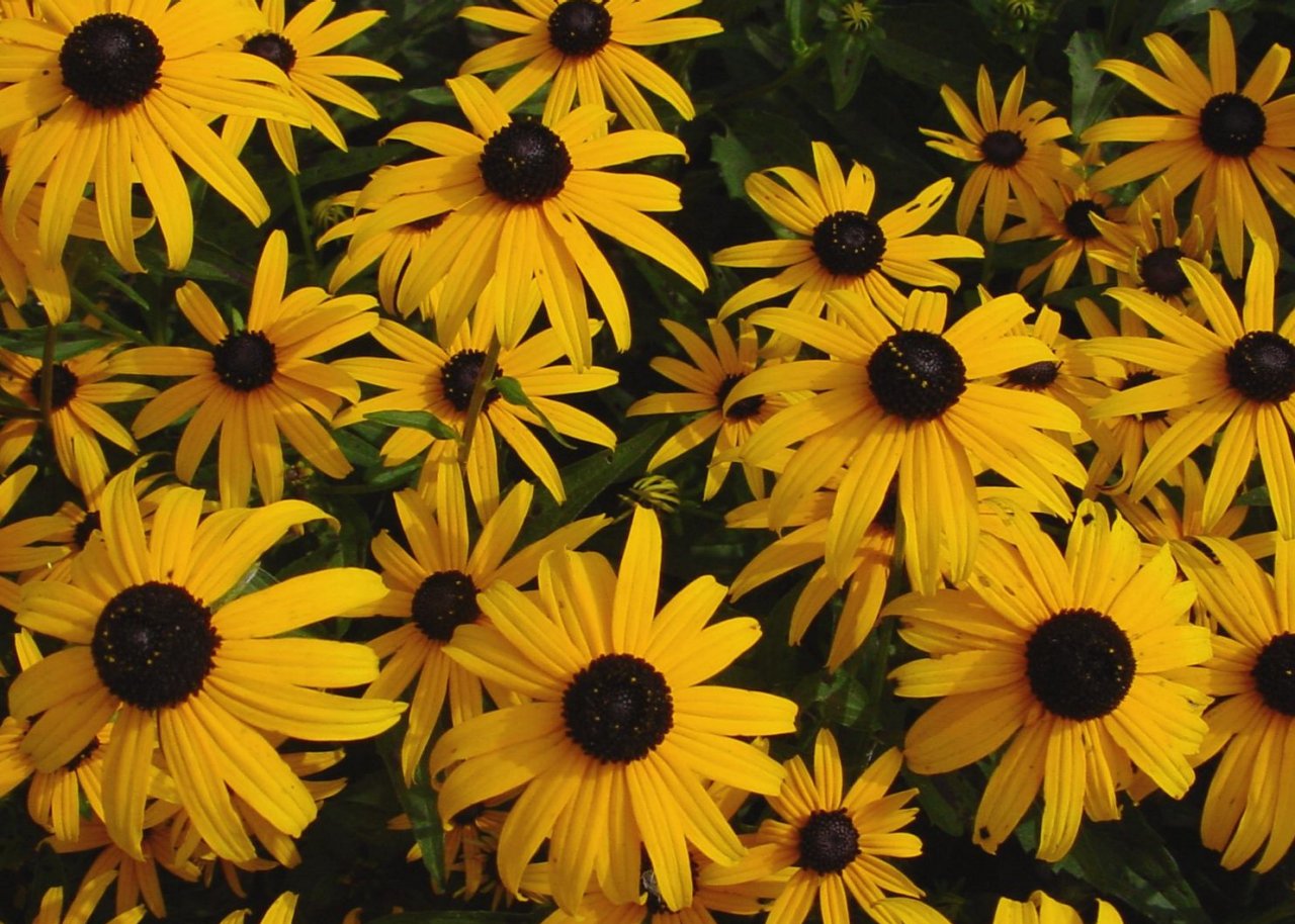 How to Deadhead Flowers HGTV