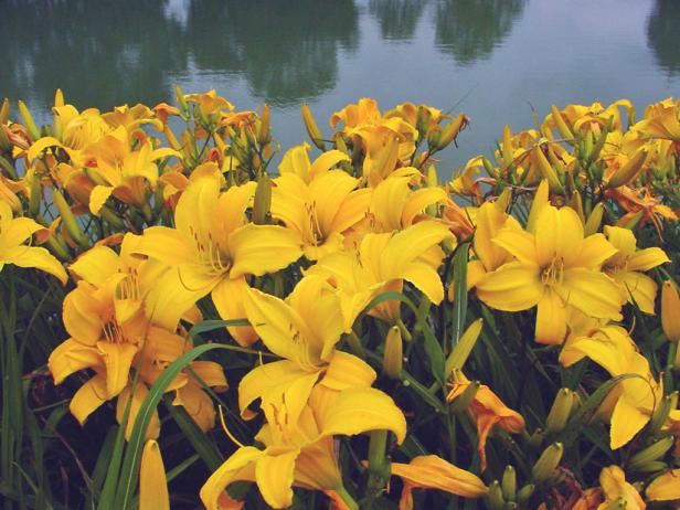 daylilies_yellow