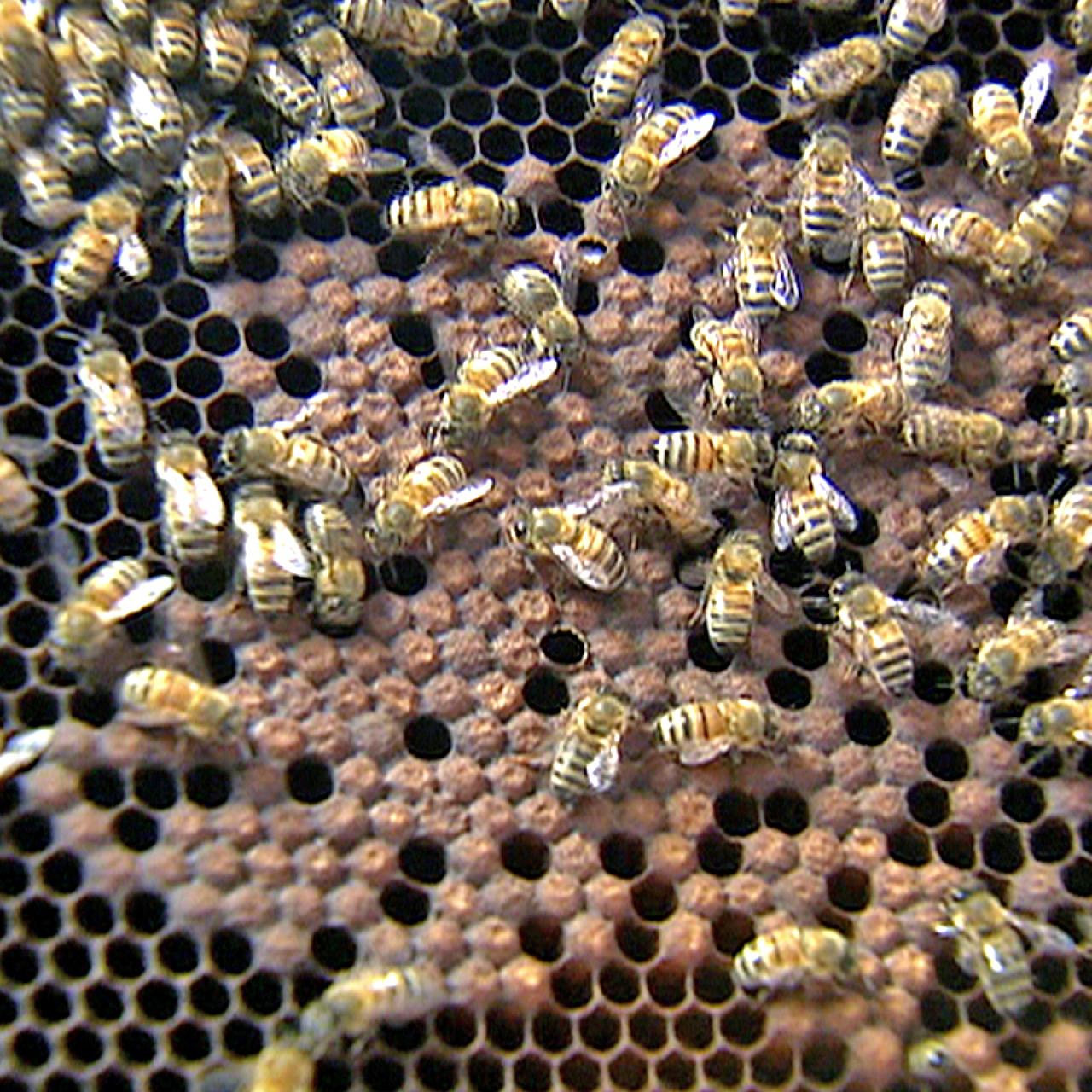 Baby Bee - Lifecycles and Roles of the Honey bee