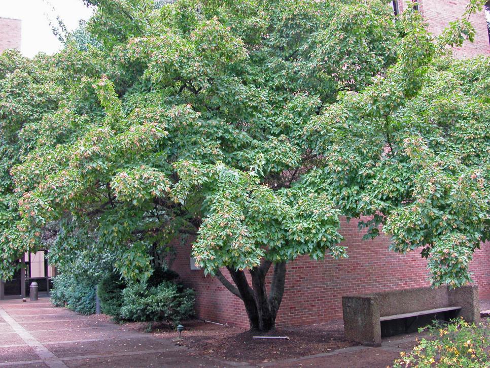 12 Great Patio Trees Hgtv