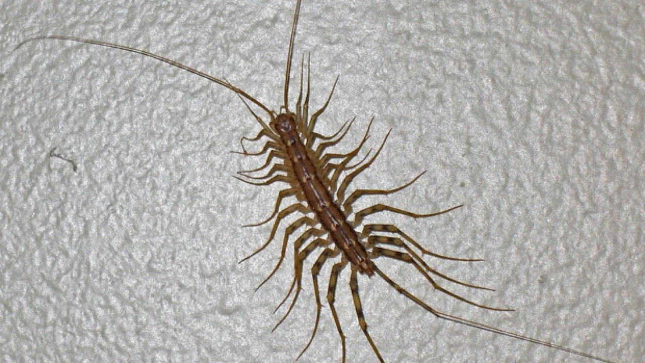 House Centipede | HGTV