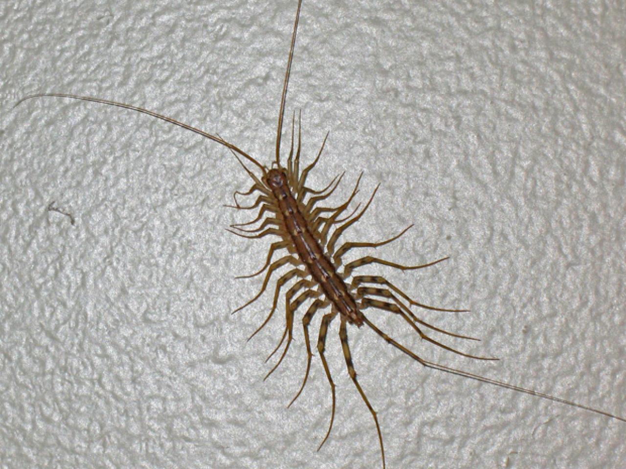 Centipede Looking Bug   1400945316090 