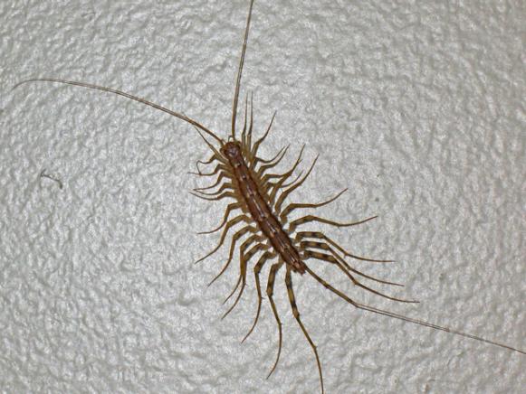 Image result for house centipede