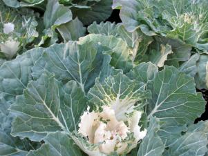 cold-veggies_pigeon-white-cabbage