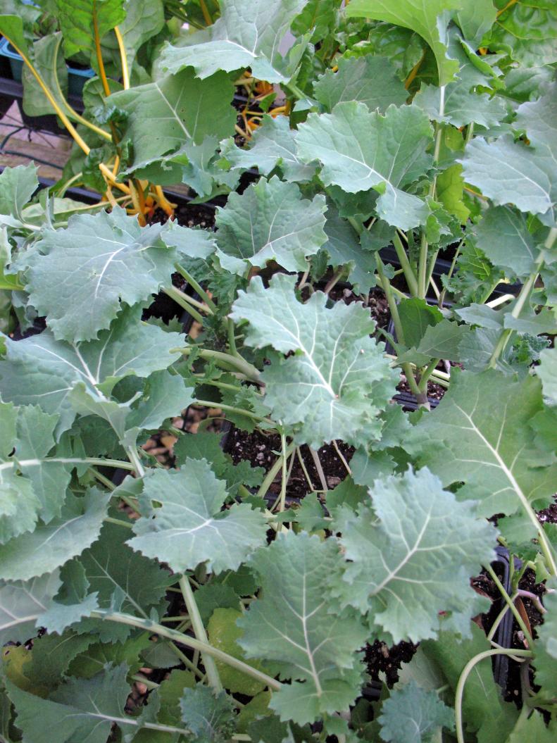 Close-up of kale leaves. 