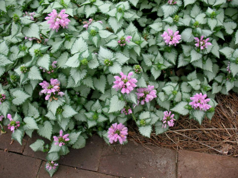 Groundcovers That Come Back Year After, Flowering Perennial Ground Cover For Shade