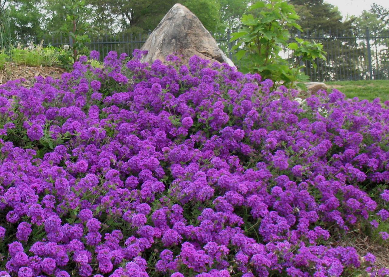 Gracious Groundcovers