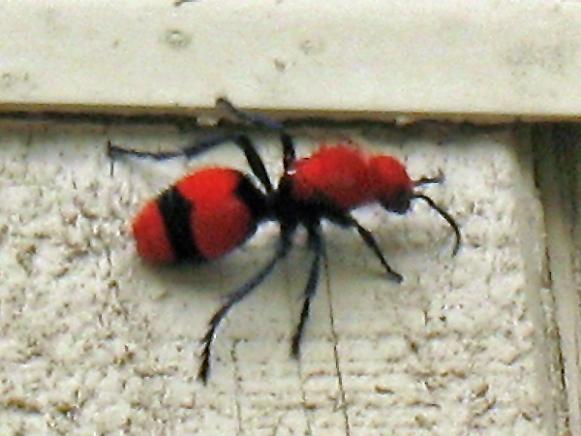 red-velvet-ant