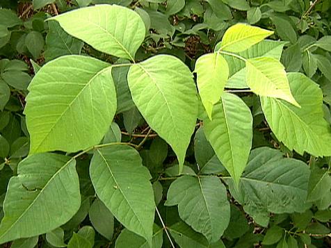 How to Kill Poison Ivy in Your Yard