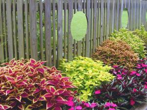 august-color_coleus-collection-fence