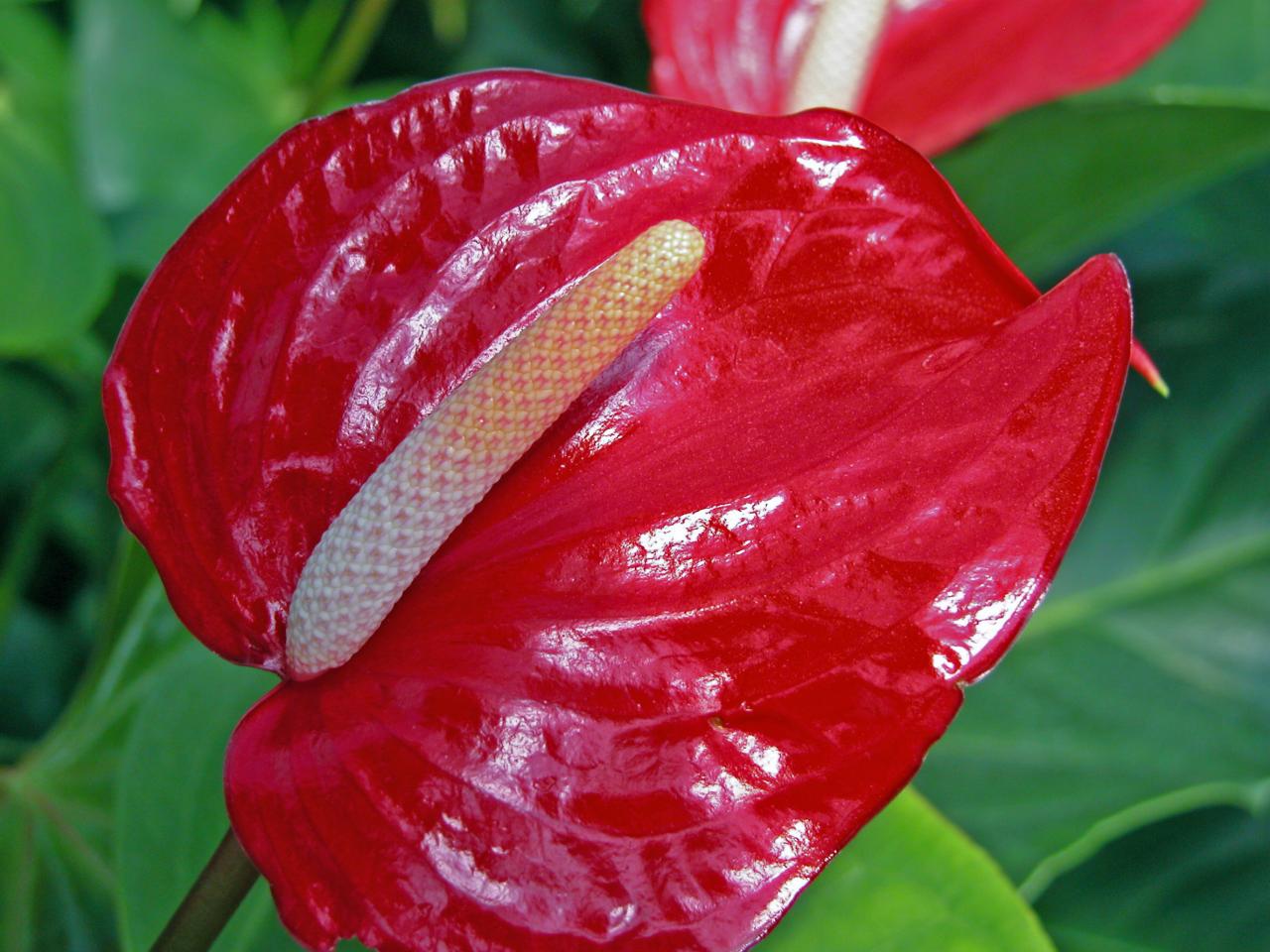 peace lily poisonous for dogs