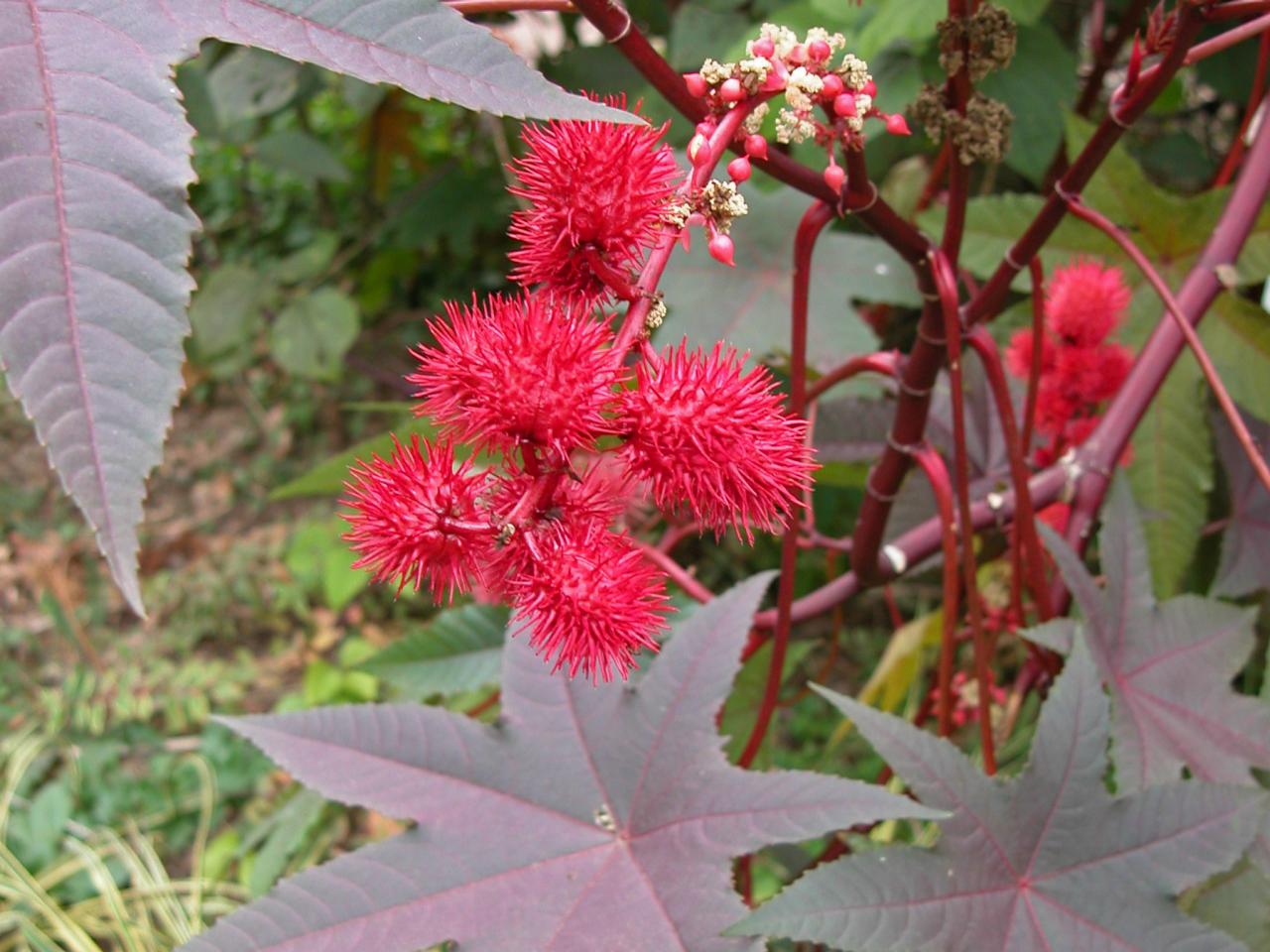 Are laurel leaves cheap poisonous to dogs